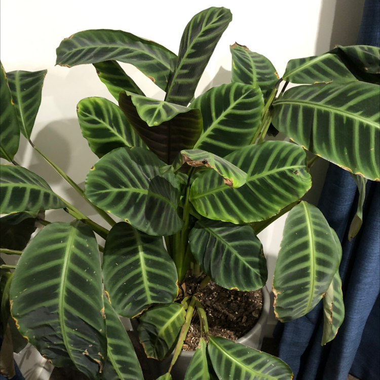 Zebra Calathea plant photo by Jess named Michael Douglas on Greg, the plant care app.