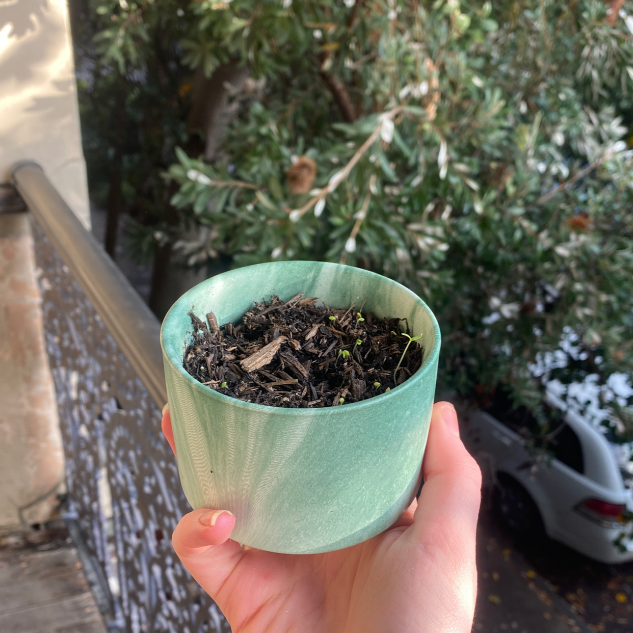 Photo of the plant species Forget-Me-Not by @madihinds named FORGYS on Greg, the plant care app