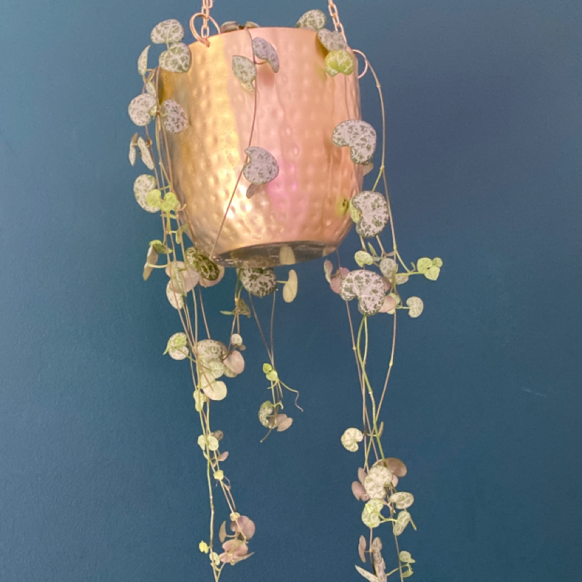 String of Hearts plant photo by Annabel named Your plant on Greg, the plant care app.