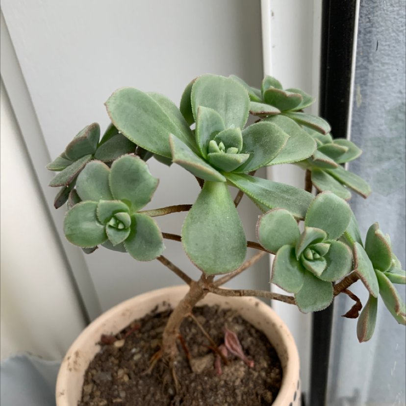 Photo of the plant species Haworth's Aeonium by Tash named Forrest on Greg, the plant care app
