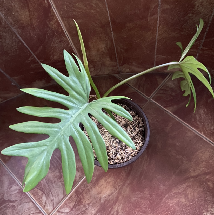 Philodendron mayoi plant in a pot with healthy green leaves and visible soil.