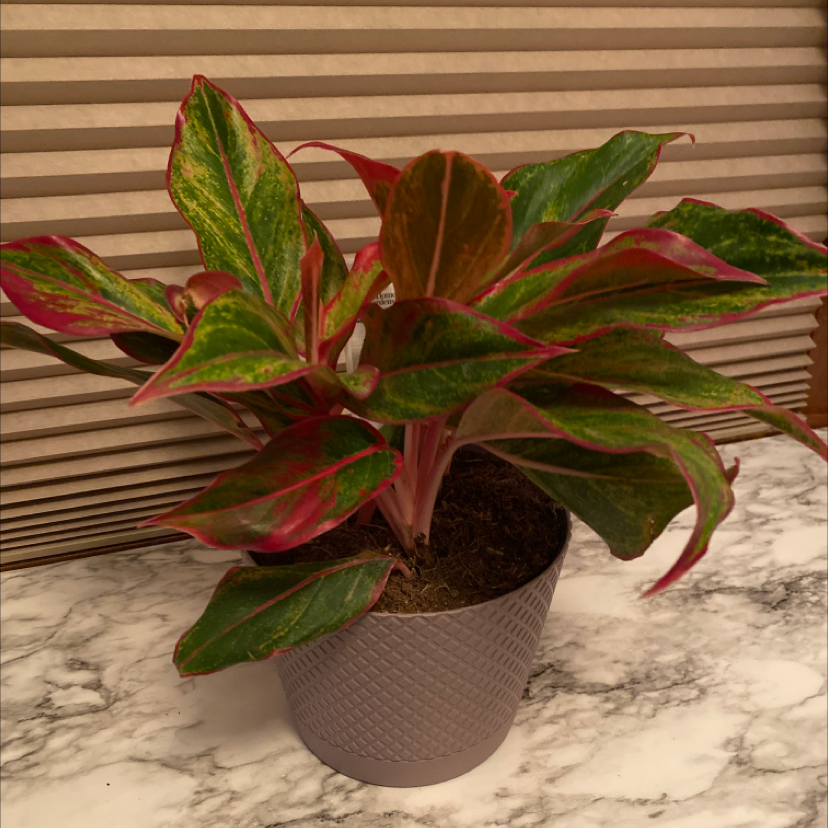 Triostar Stromanthe plant in a pot with vibrant green, red, and pink leaves.