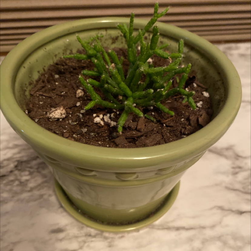 Mistletoe Cactus in a green pot with visible soil, appears healthy.