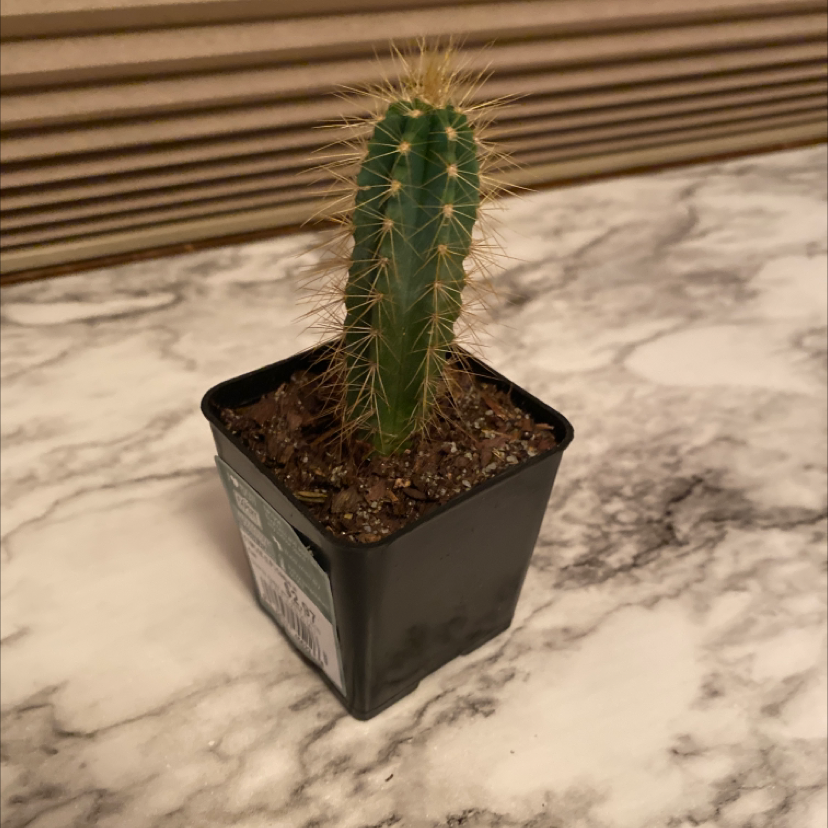 Blue Columnar Cactus in a black plastic pot on a marble surface.