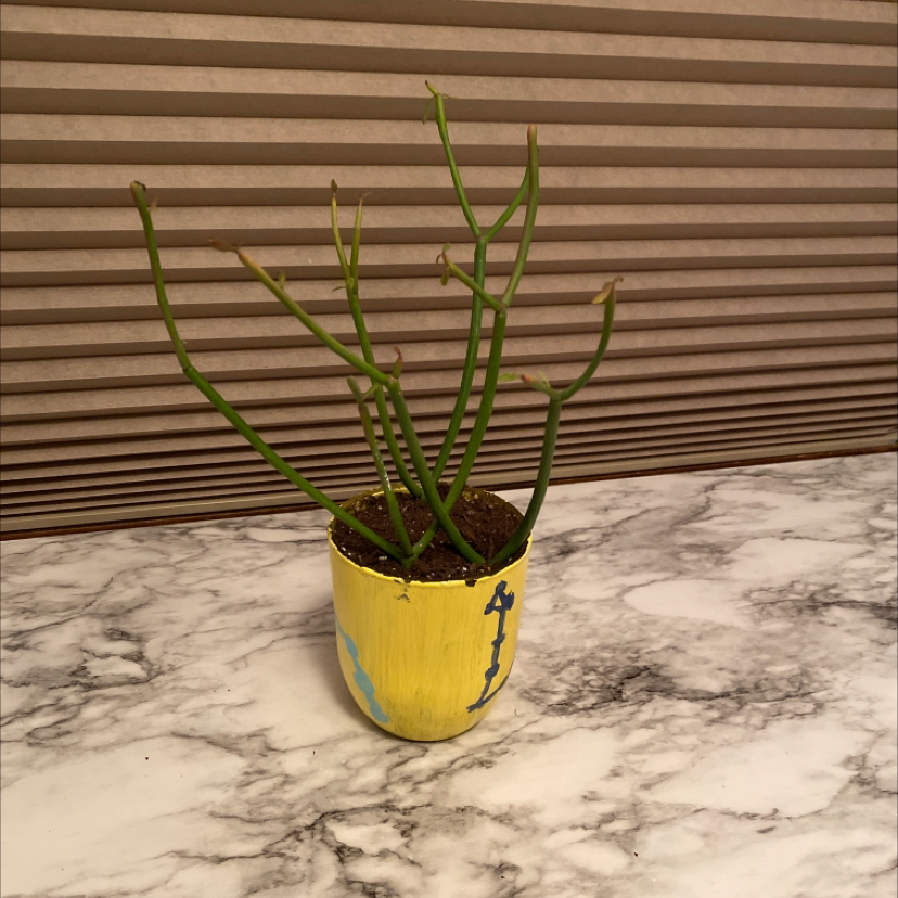 Pencil Cactus in a decorated pot on a marble surface.