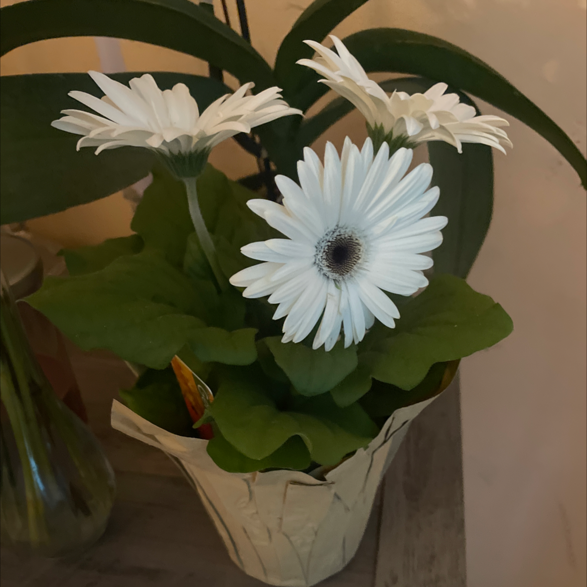Potted Weather Prophet plant with white flowers, healthy green leaves.