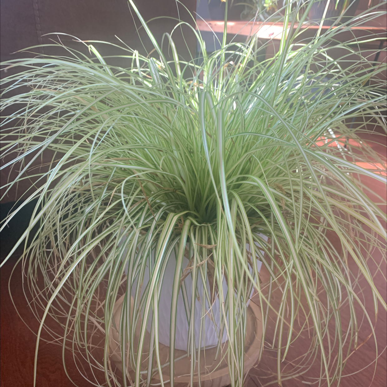 Photo of the plant species Pampas Grass by Alexa named Sharon on Greg, the plant care app