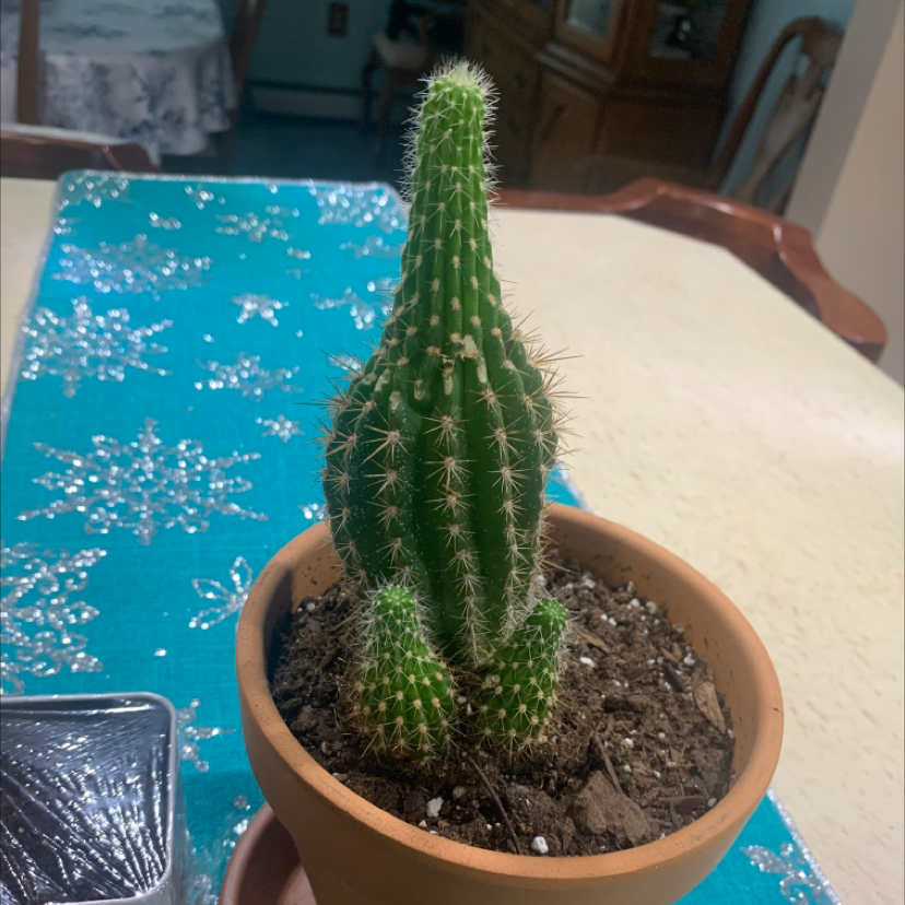Potted Golden Torch cactus on a table with a blue tablecloth.