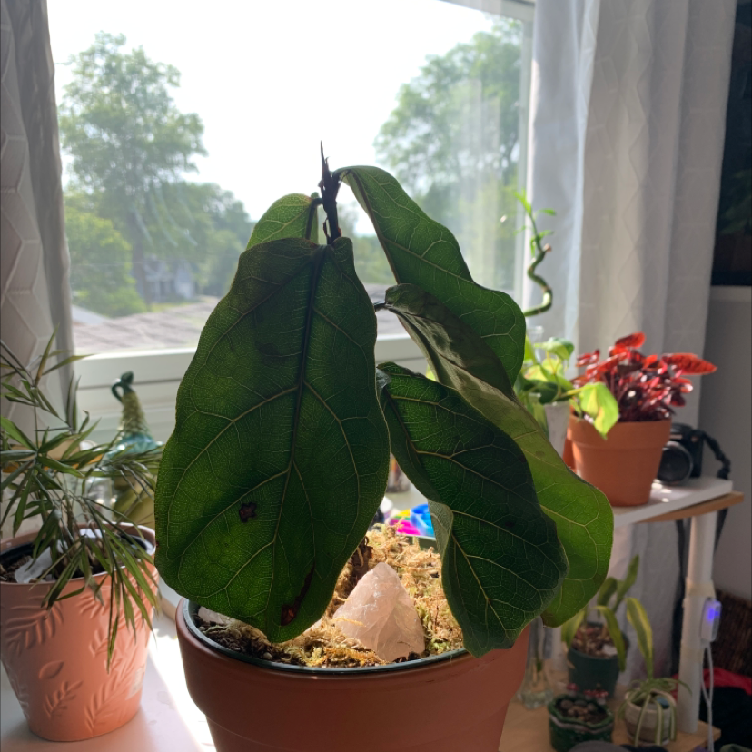 Fiddle Leaf Fig plant photo by Ashlyn named fiddle leaf fig on Greg, the plant care app.