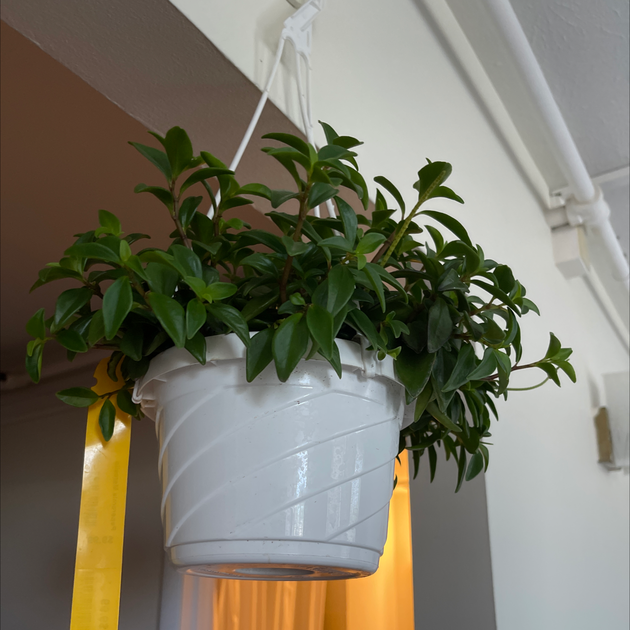 Peperomia 'Amigo Marcello' plant in a white hanging pot with vibrant green leaves.