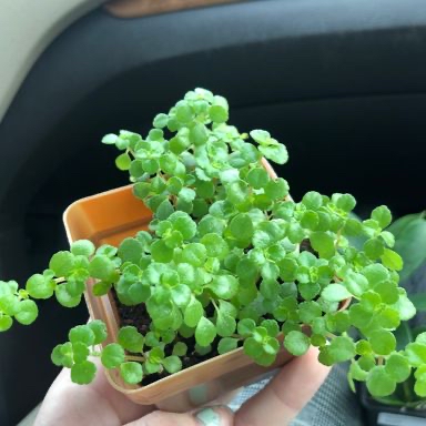 Photo of the plant species Rockweed by Rosie named Folklore on Greg, the plant care app