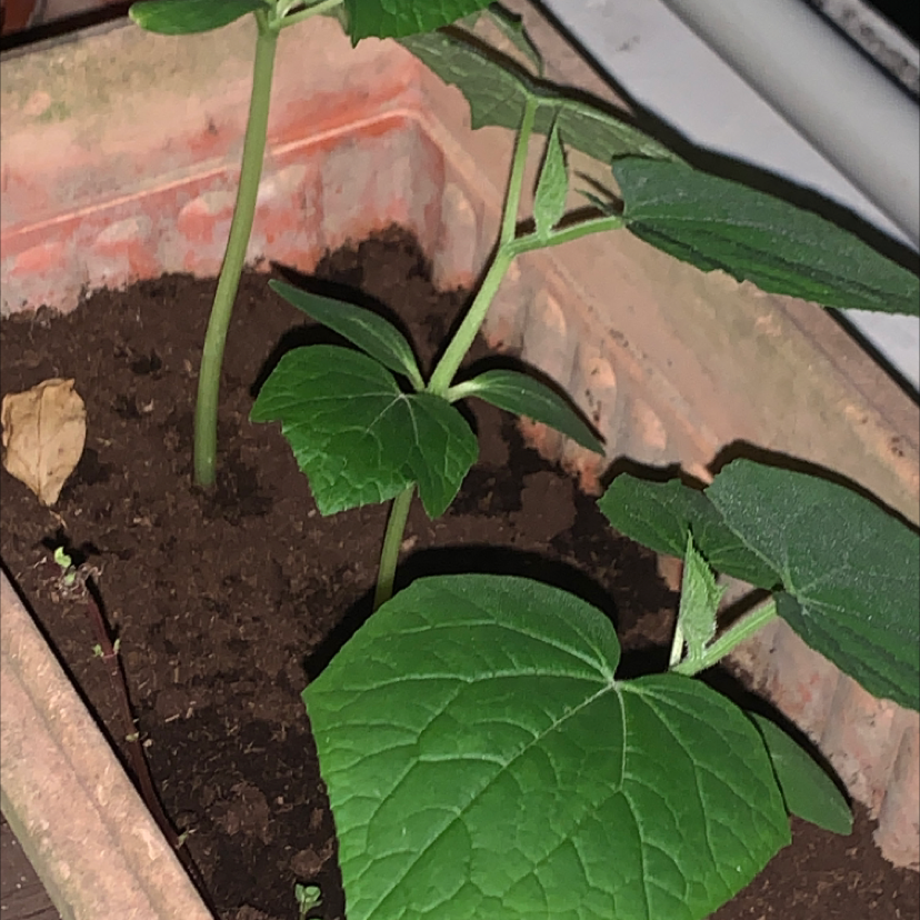 Cucumber plant photo by Jenny named Your plant on Greg, the plant care app.