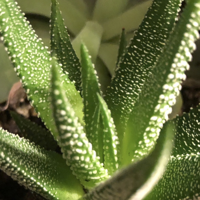 Photo of the plant species Zebra Plant by @dj_milkmoney named Your plant on Greg, the plant care app