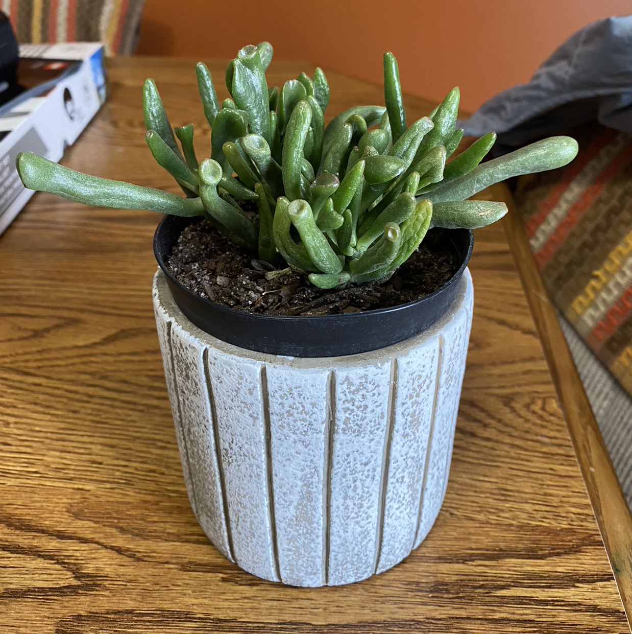 Gollum Jade plant in a pot on a wooden surface, appearing healthy with green, plump leaves.