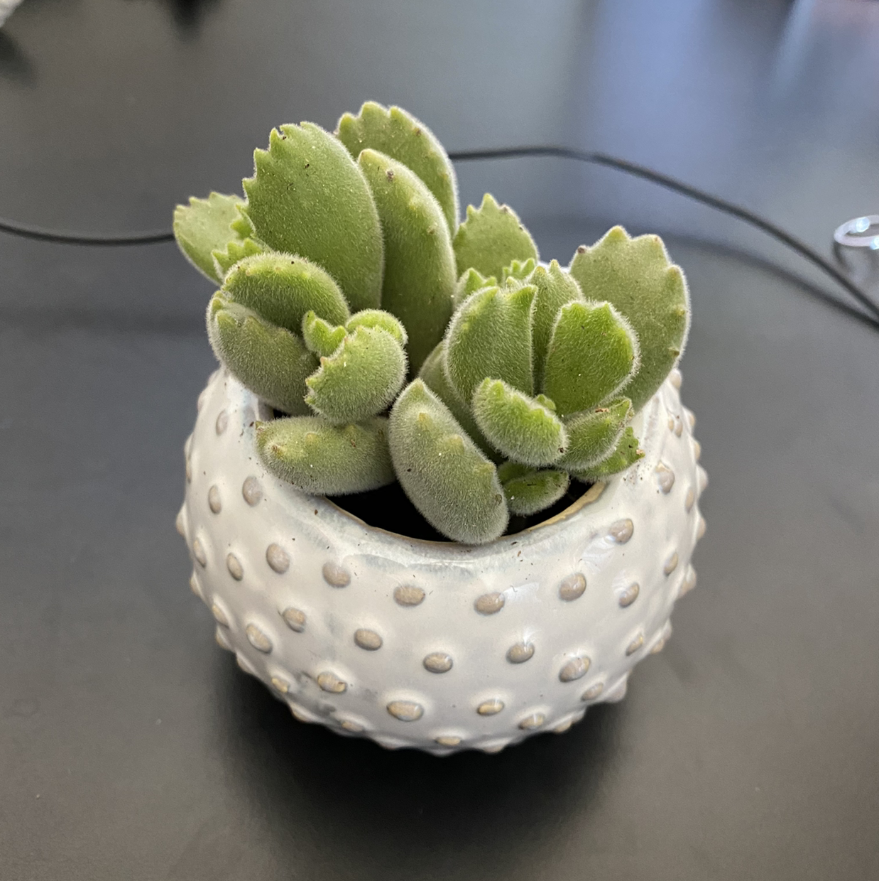Bear's Paw plant in a decorative pot, healthy green leaves.