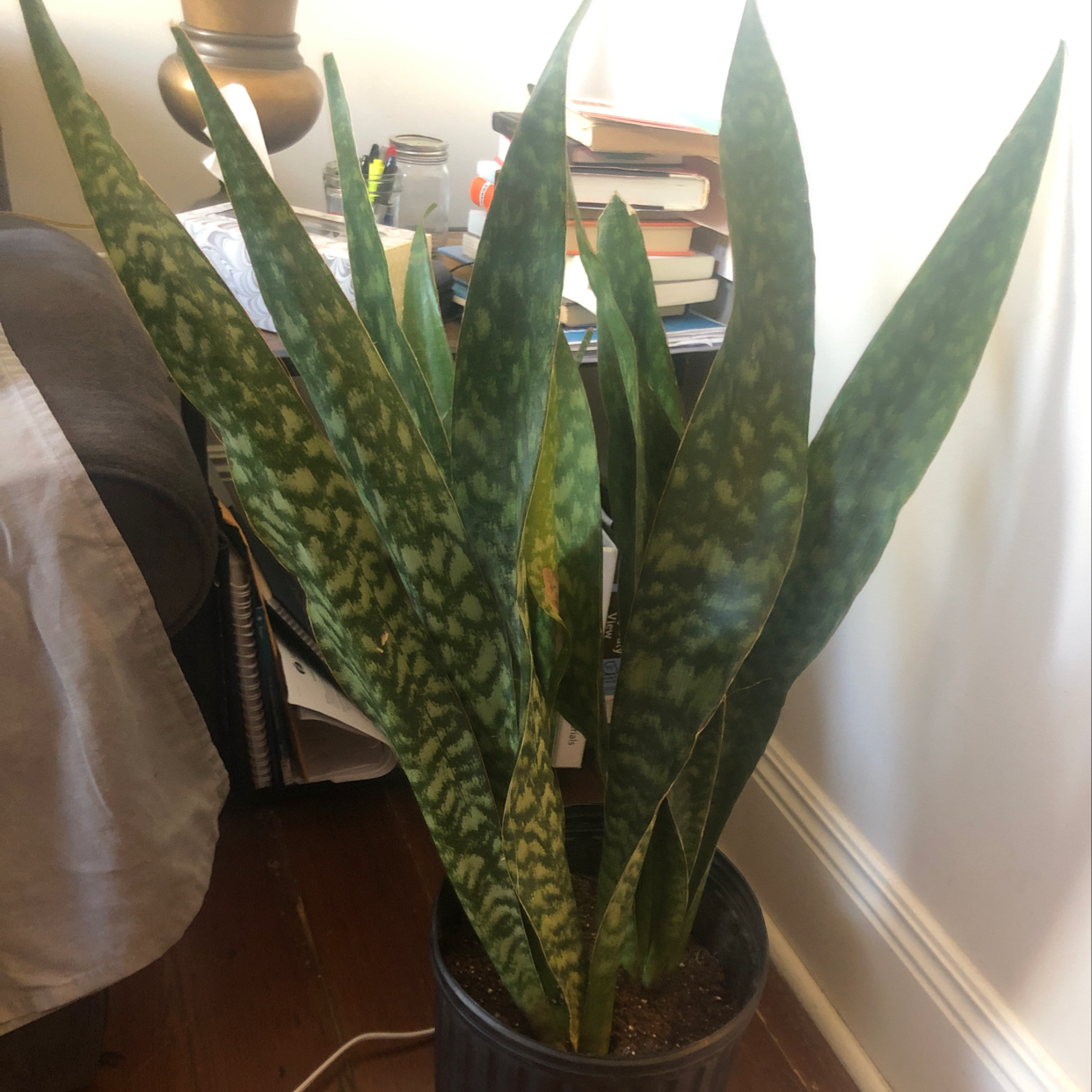 Snake Plant plant photo by Kyla named Bernard Bailey on Greg, the plant care app.