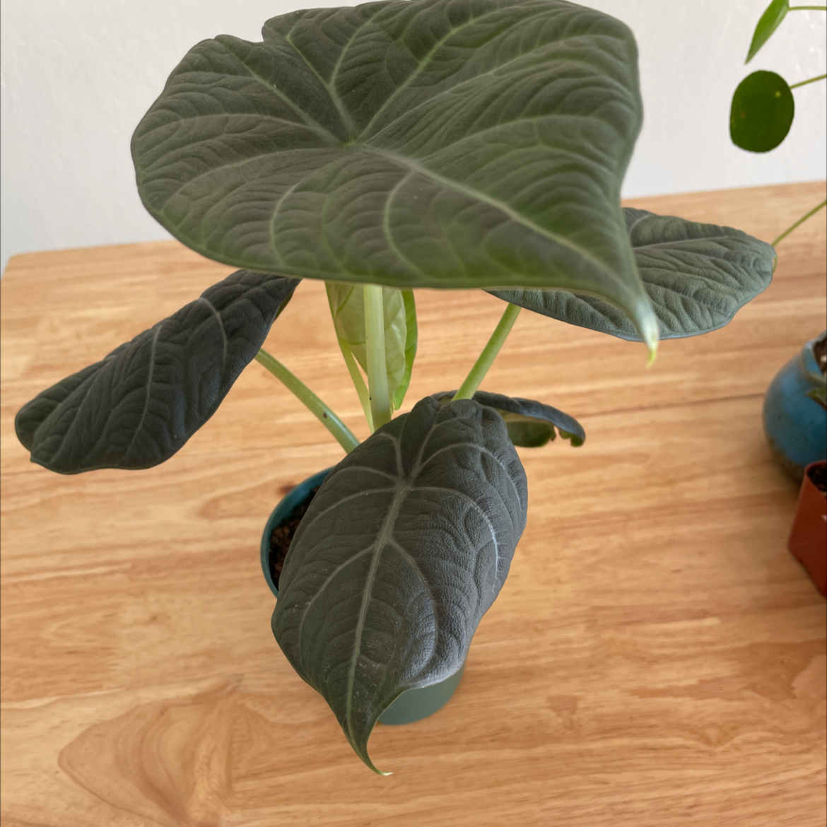 Photo of the plant species Alocasia 'Maharani' by @Jswanell named Dino on Greg, the plant care app