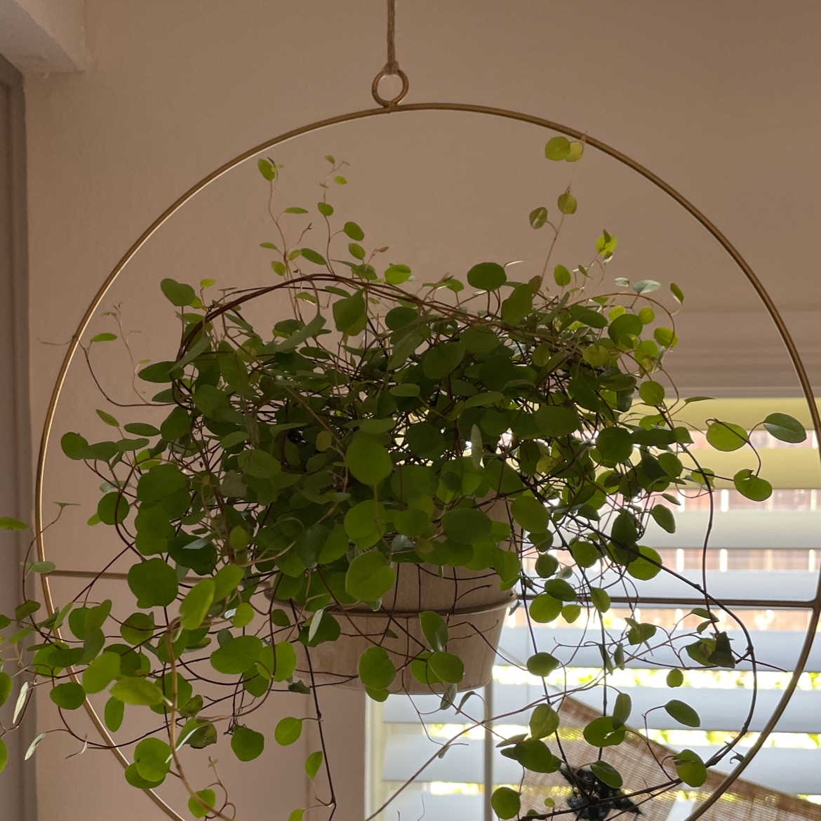 Photo of the plant species Creeping Wire Vine by @Jswanell named Whisp on Greg, the plant care app
