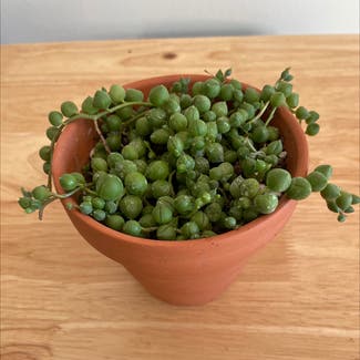 String of Pearls plant in Martinez, California