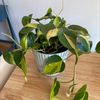 Heartleaf Philodendron plant in Martinez, California