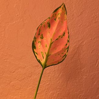 Dieffenbachia plant in Martinez, California