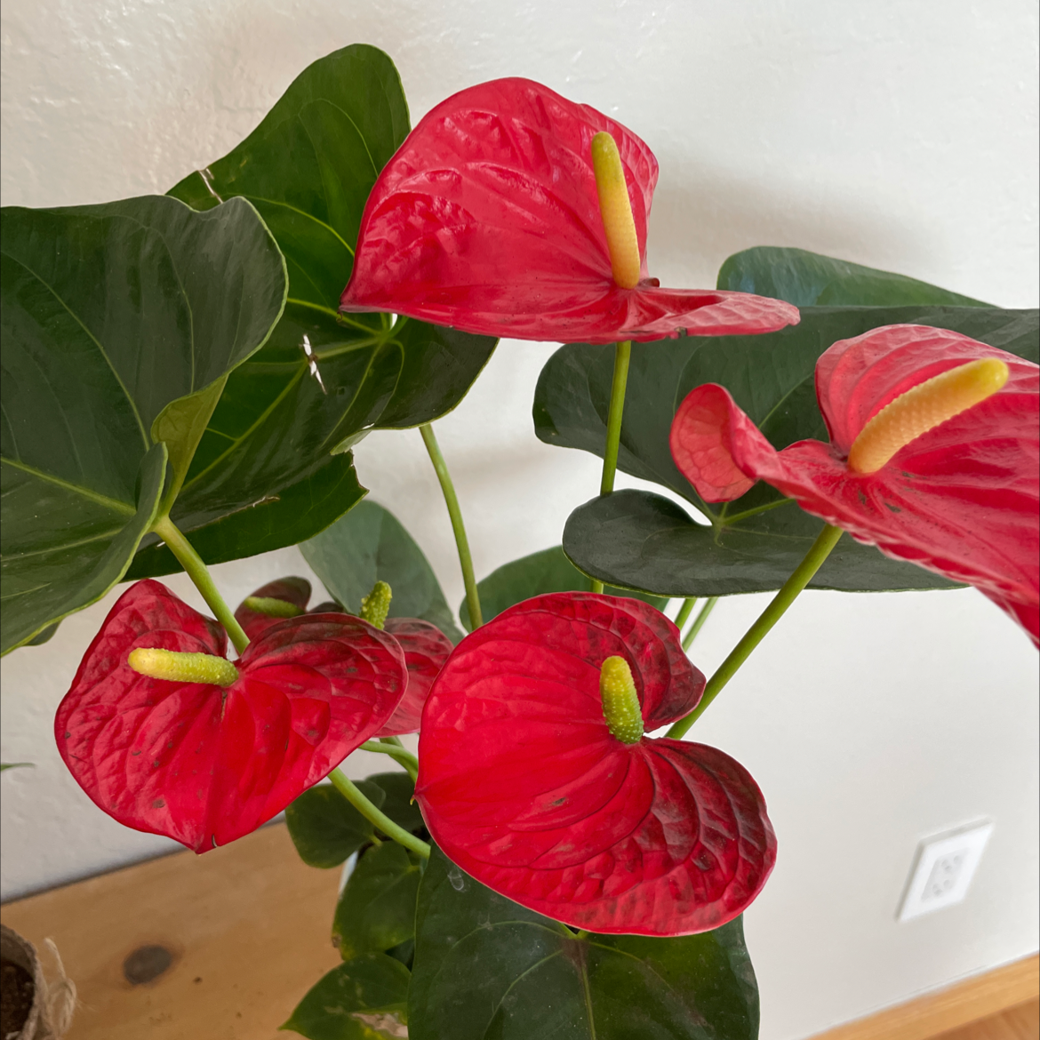 Photo of the plant species Painter's Palette by @Jswanell named Stan on Greg, the plant care app