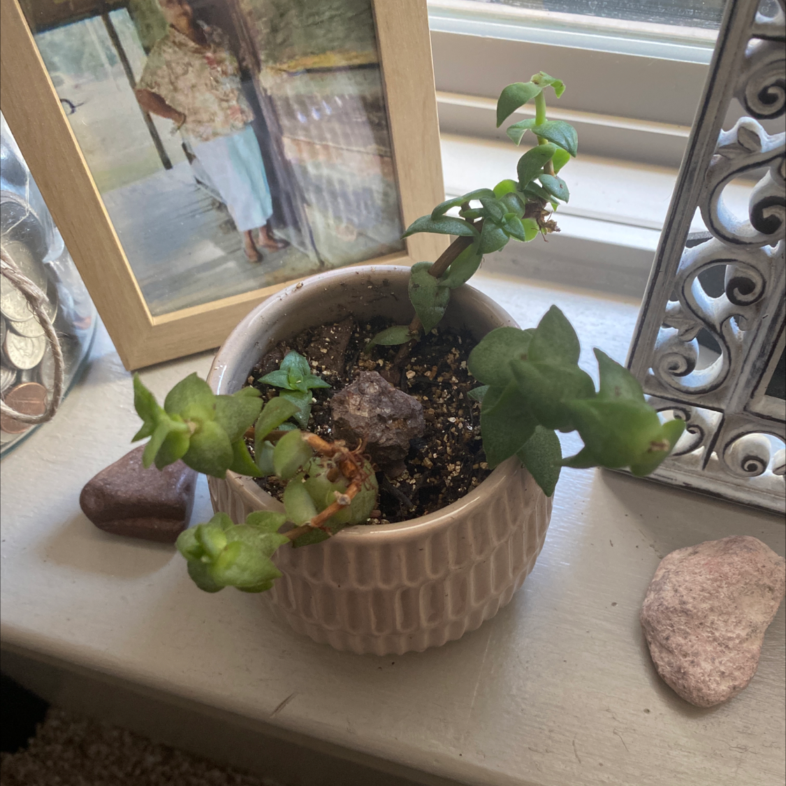 Potted Tom Thumb plant on a windowsill with some yellowing and browning leaves.