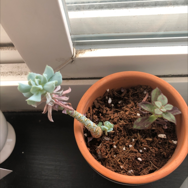 Potted Graptopetalum succulent with elongated stem and another smaller plant in the same pot.