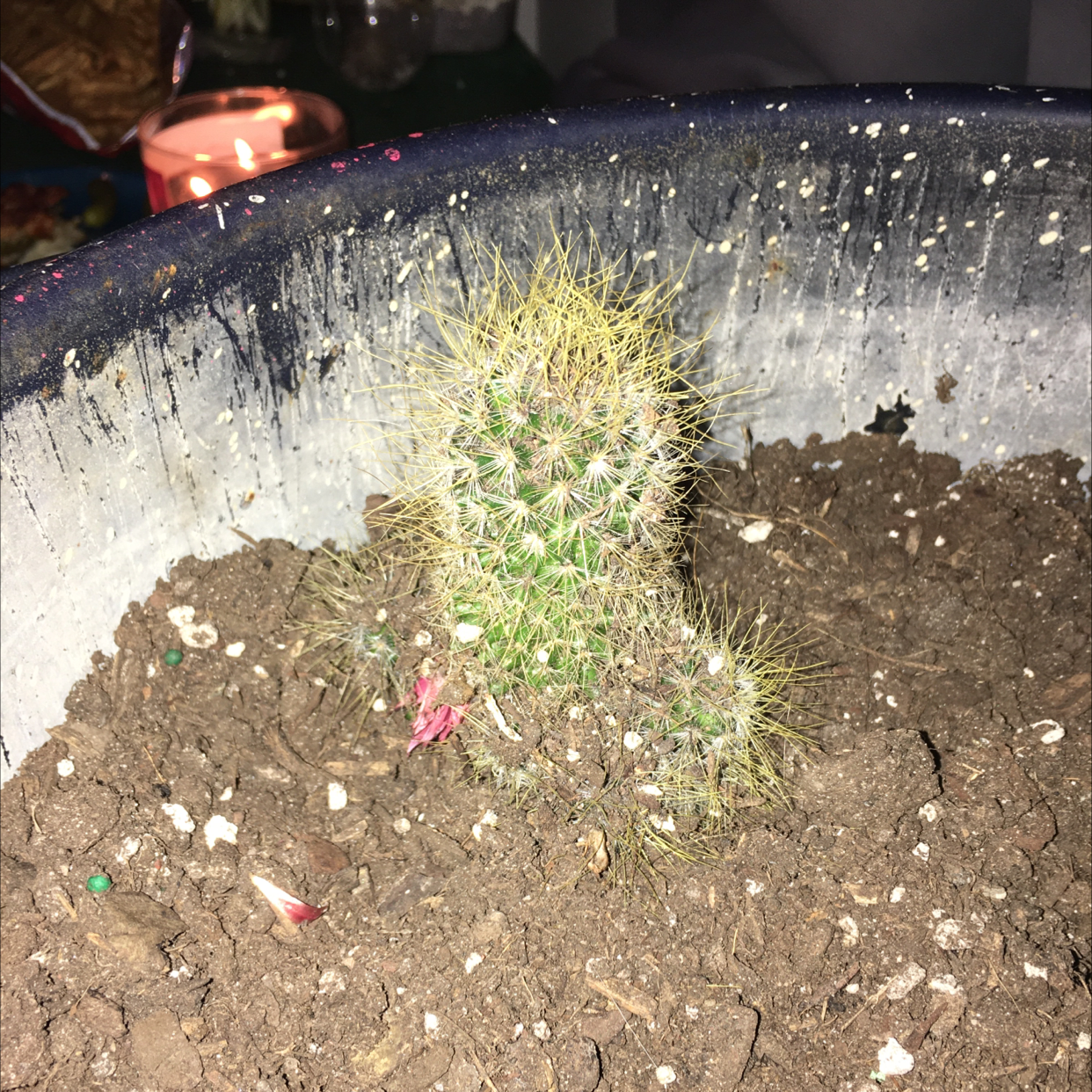Pincushion Cactus in a pot with visible soil and some yellowing at the top.