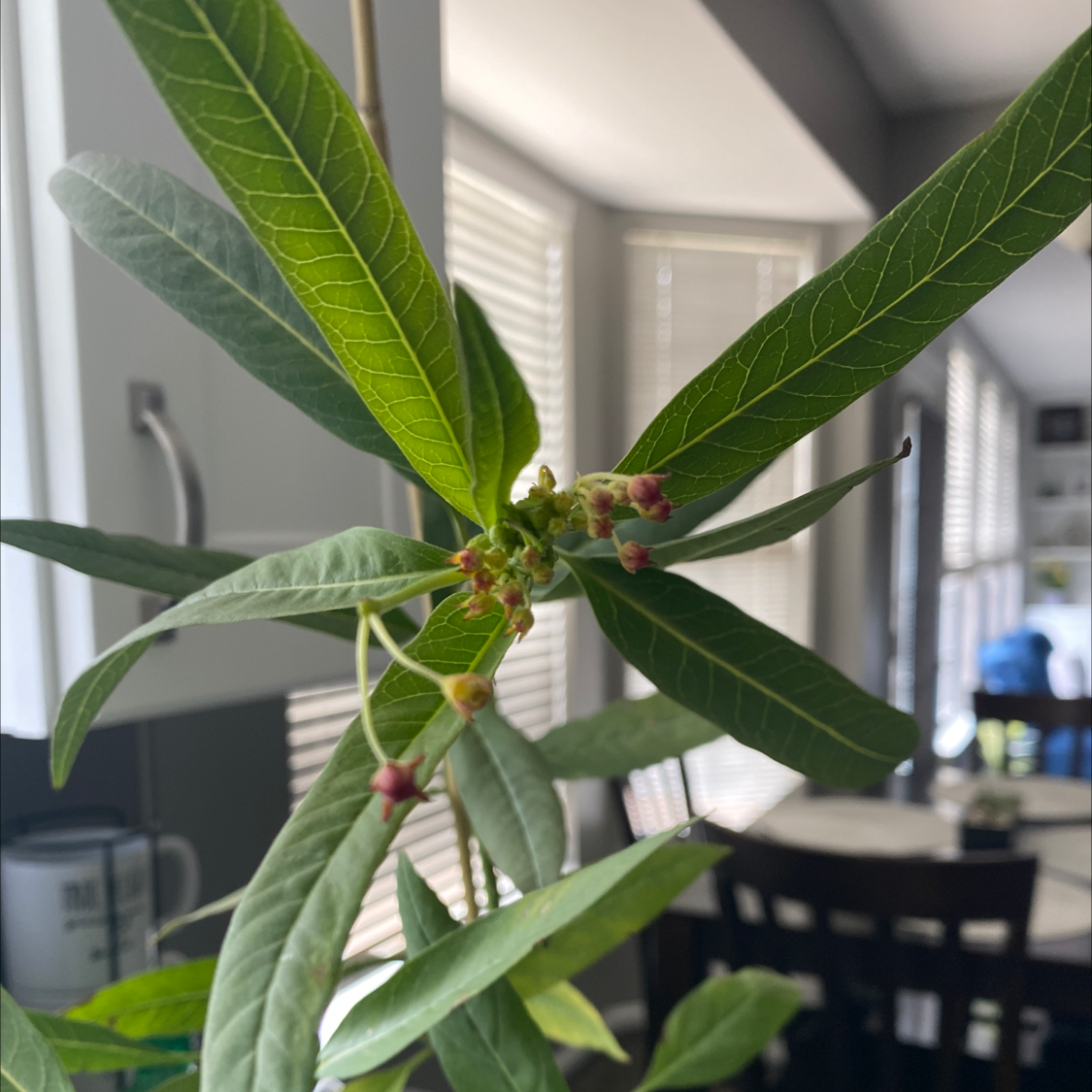 Tropical Milkweed plant with elongated green leaves and small buds indoors.