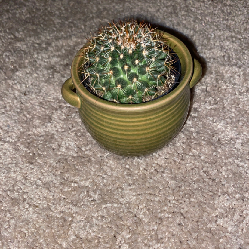 Little Nipple Cactus in a green pot on a carpeted surface.