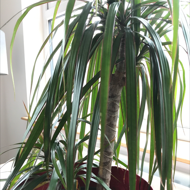 Dragon Tree plant photo by @emmciv named Terra on Greg, the plant care app.