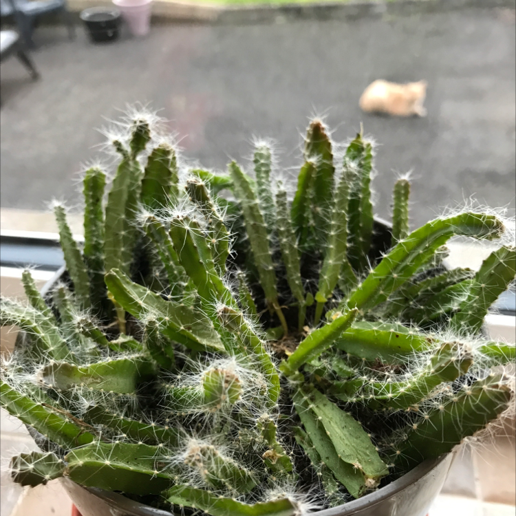 Lady-Finger Hedgehog Cactus plant photo by @emmciv named Duke on Greg, the plant care app.