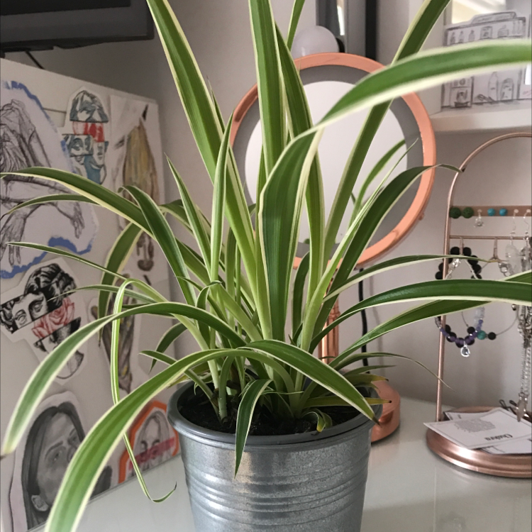 Spider Plant plant photo by @emmciv named Achilles on Greg, the plant care app.