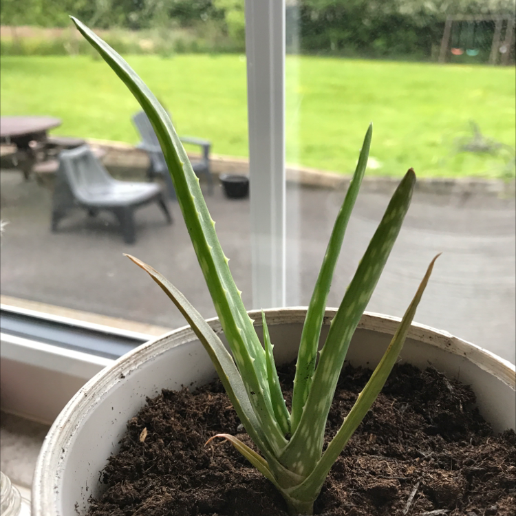 Aloe vera plant photo by @emmciv named Otis on Greg, the plant care app.