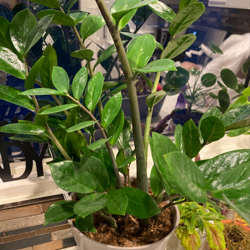 A healthy, thriving ZZ plant with glossy dark green leaves, potted in well-draining soil mix, well-framed and in focus.