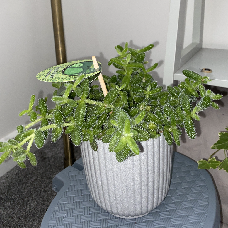 Pickle Plant plant photo by @caxtlin8132 named penny pickle on Greg, the plant care app.