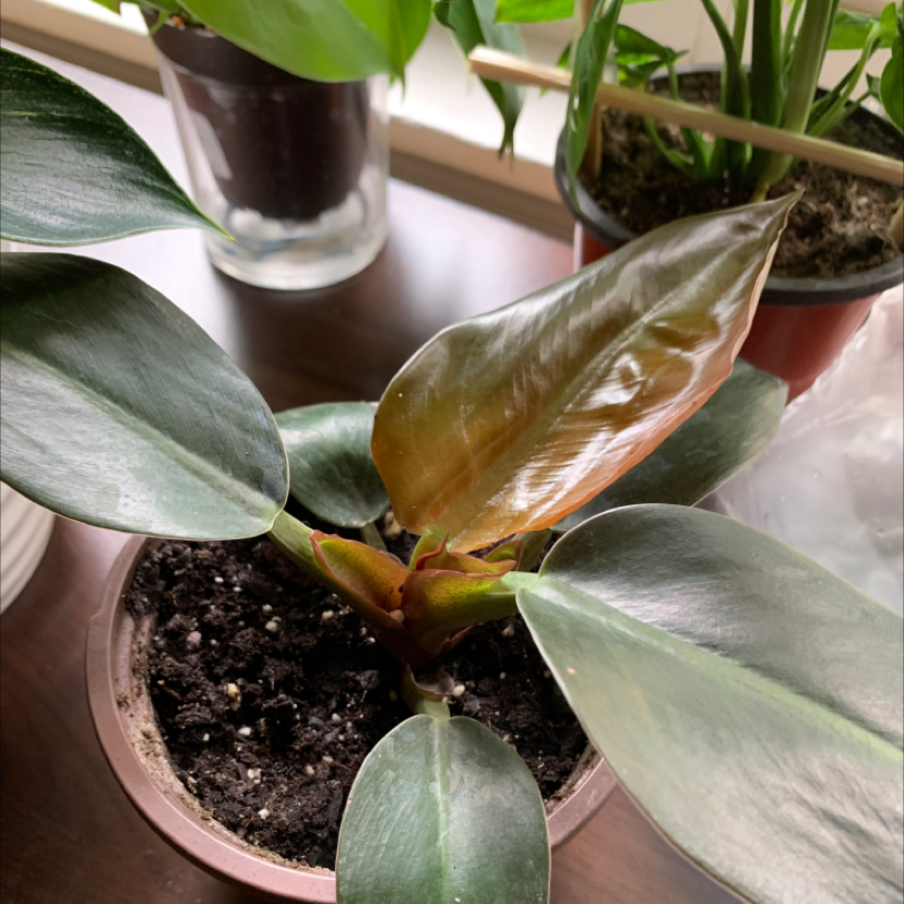 Philodendron 'Imperial Red' plant in a pot with visible soil, healthy leaves, and no signs of disease.