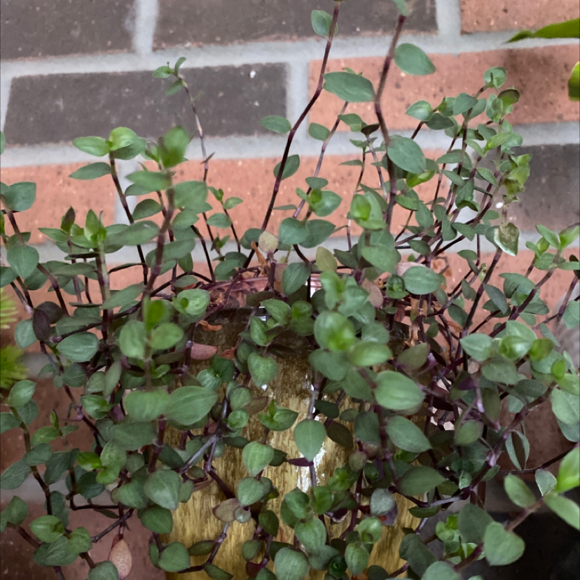 Creeping Inch Plant plant photo by Divya named Inch plant on Greg, the plant care app.