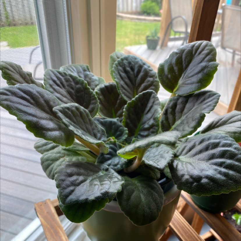 African Violet plant photo by Divya named African violates on Greg, the plant care app.