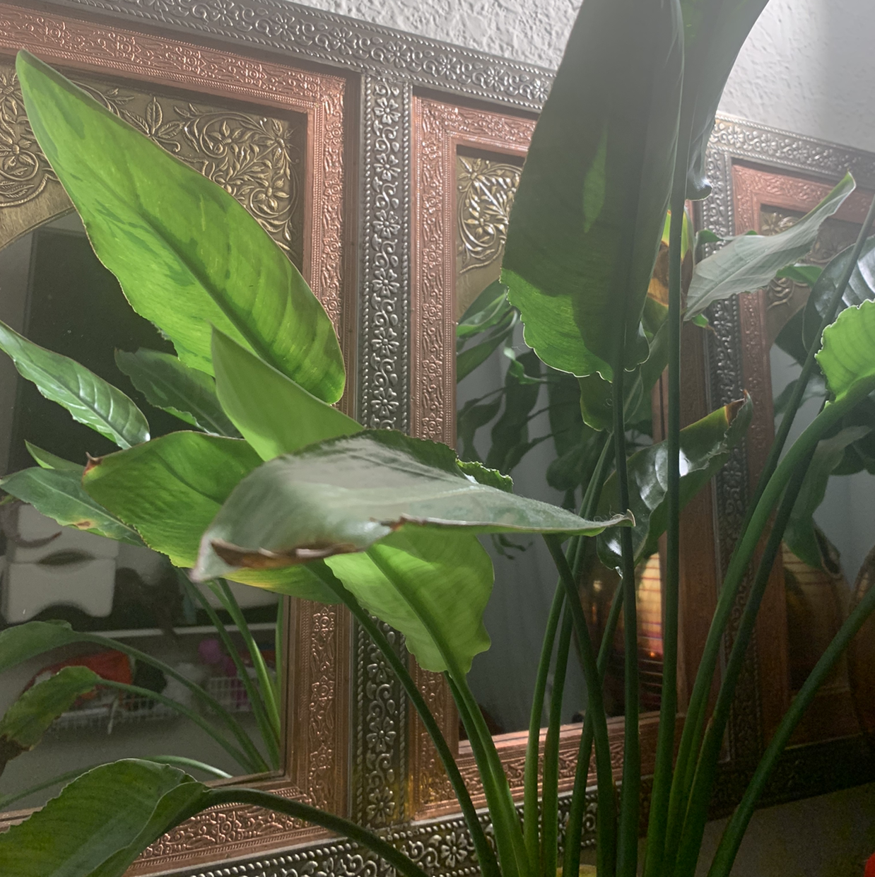 Bird of Paradise plant with some browning leaf edges, placed indoors near a decorative mirror.
