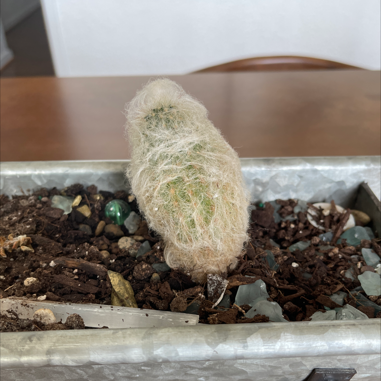 Photo of the plant species Button Cactus by @Jeff named Cactus 3 on Greg, the plant care app