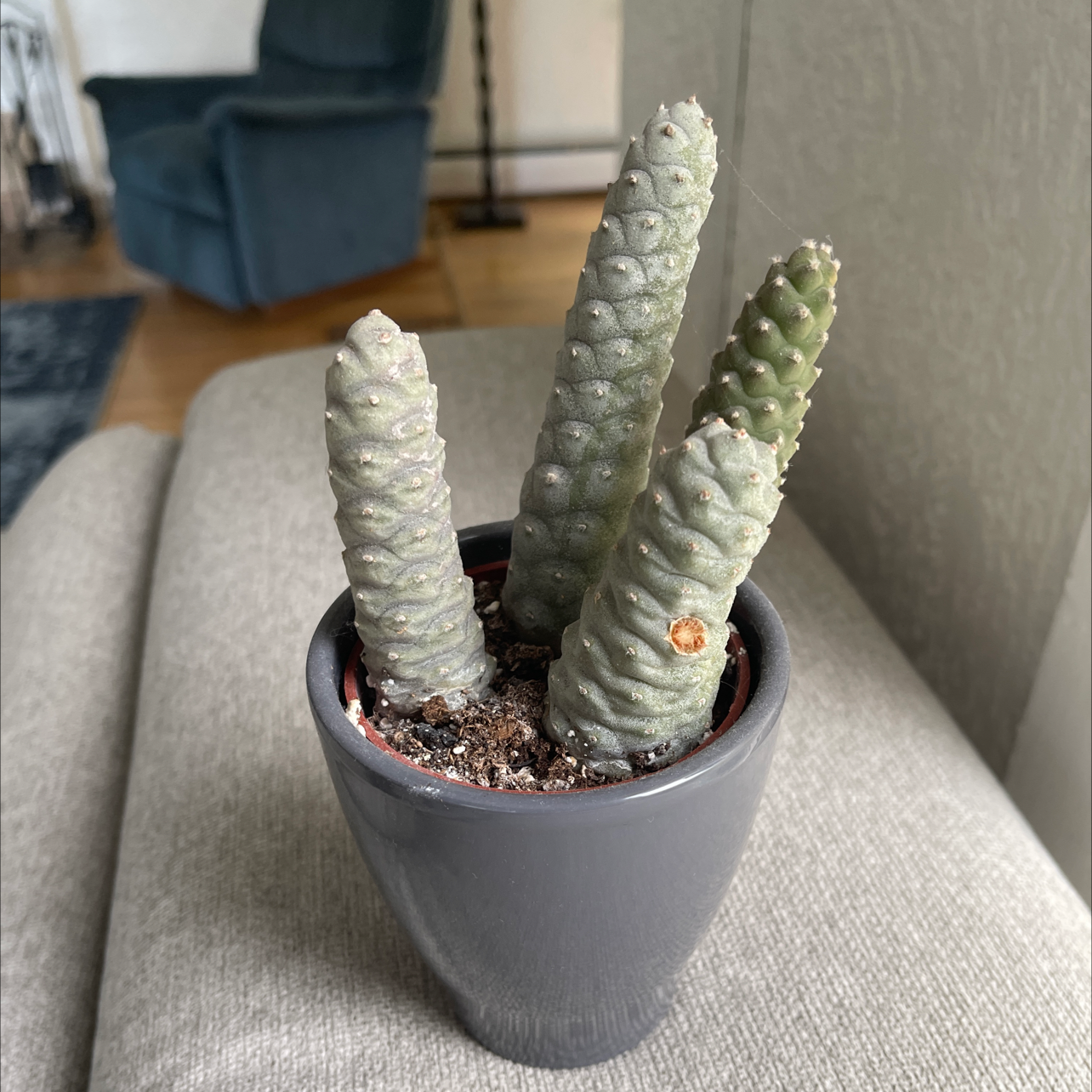 Pine Cone Cactus in a small pot, healthy with visible soil.