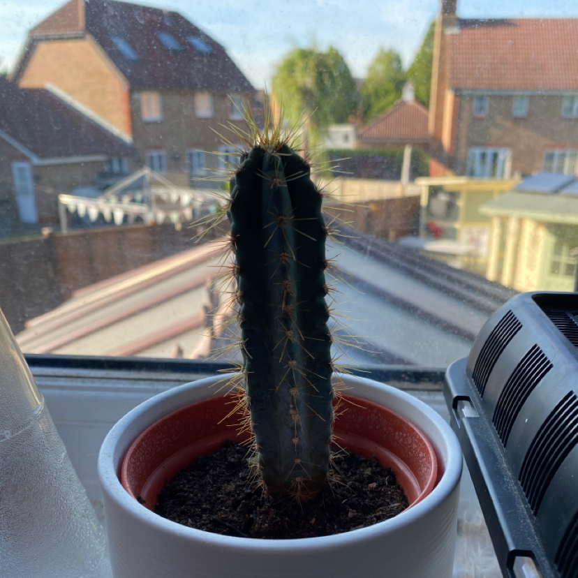 Photo of the plant species Hairbrush by @Lotti3_rea named Walter on Greg, the plant care app