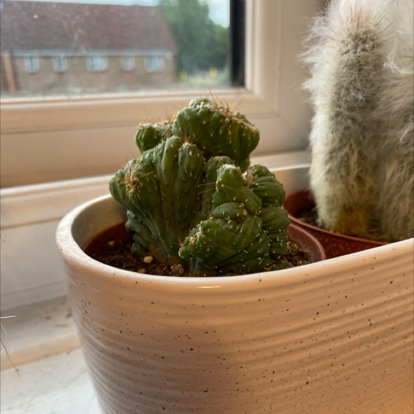 Photo of the plant species Peruvian Apple Cactus by @Lotti3_rea named Winston on Greg, the plant care app