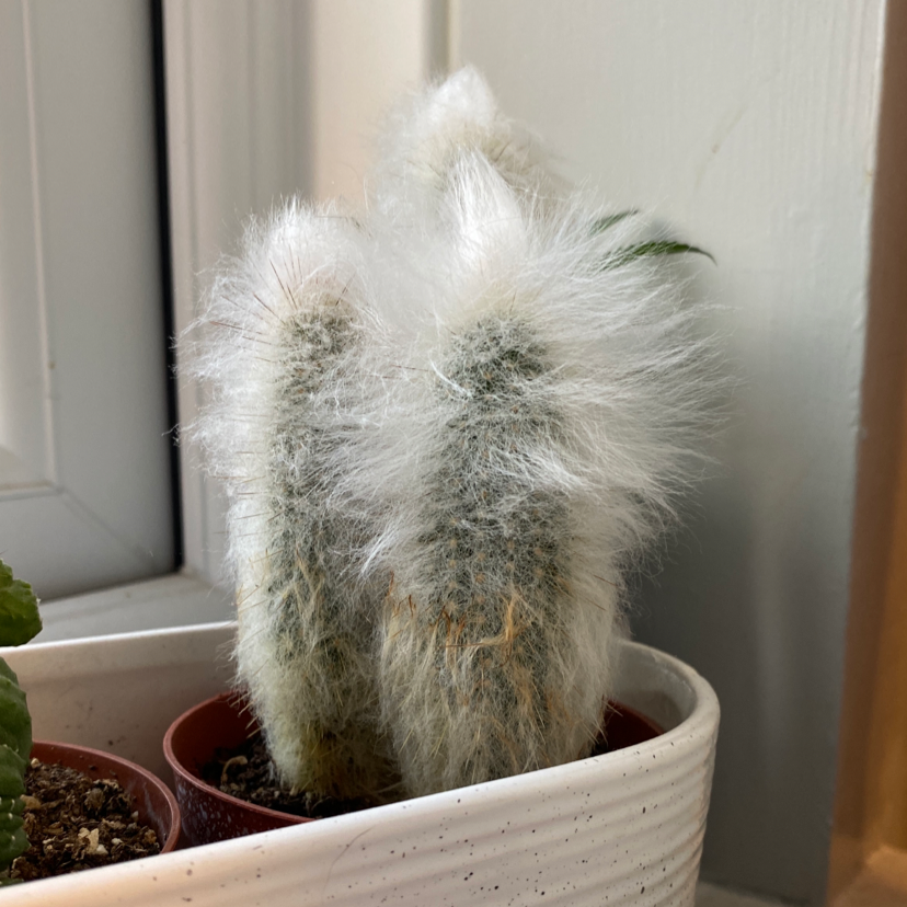 Photo of the plant species Scheuchzer's Cottongrass by @Lotti3_rea named Fluffy on Greg, the plant care app