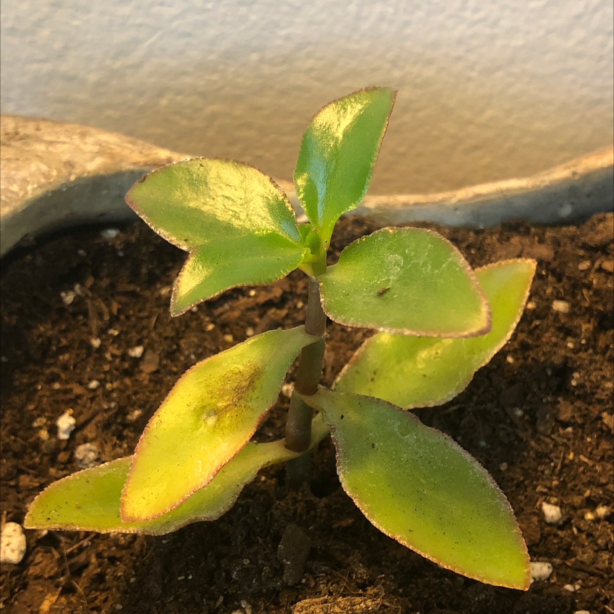 Crassula capitella 'Campfire' plant with green leaves and reddish edges in a pot with visible soil.