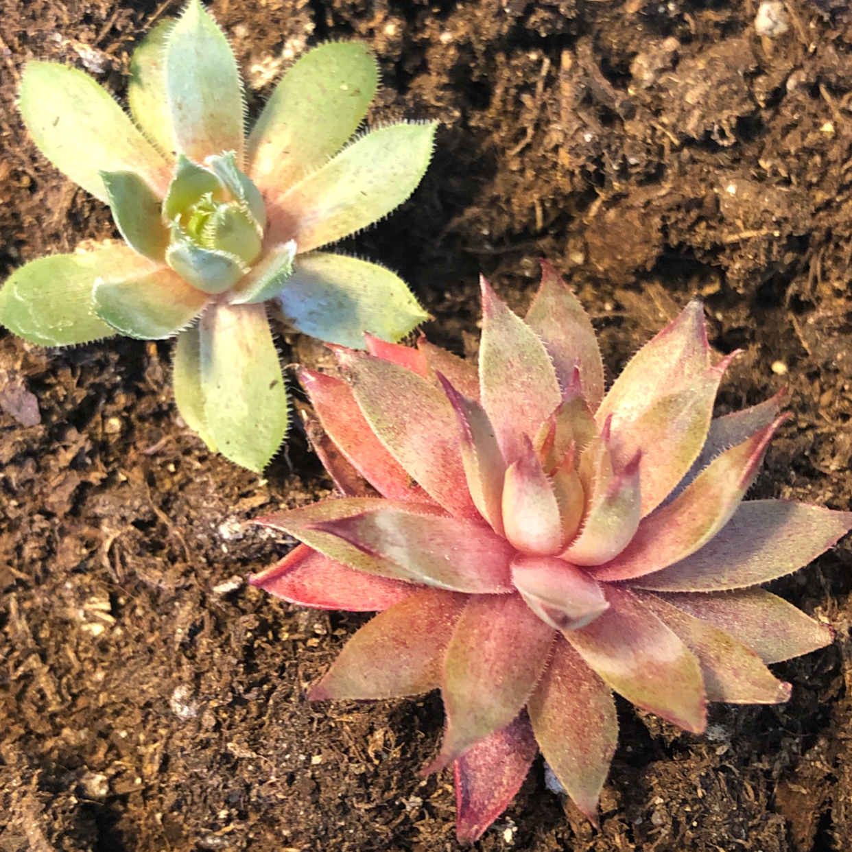 Photo of the plant species Sempervivum 'Red Beauty' by @DarbyWildflower named Hen and Chicks on Greg, the plant care app