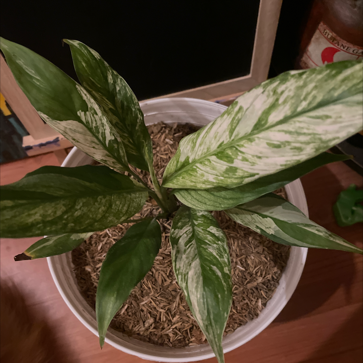 Variegated Peace Lily in a pot with visible soil, healthy variegated leaves.