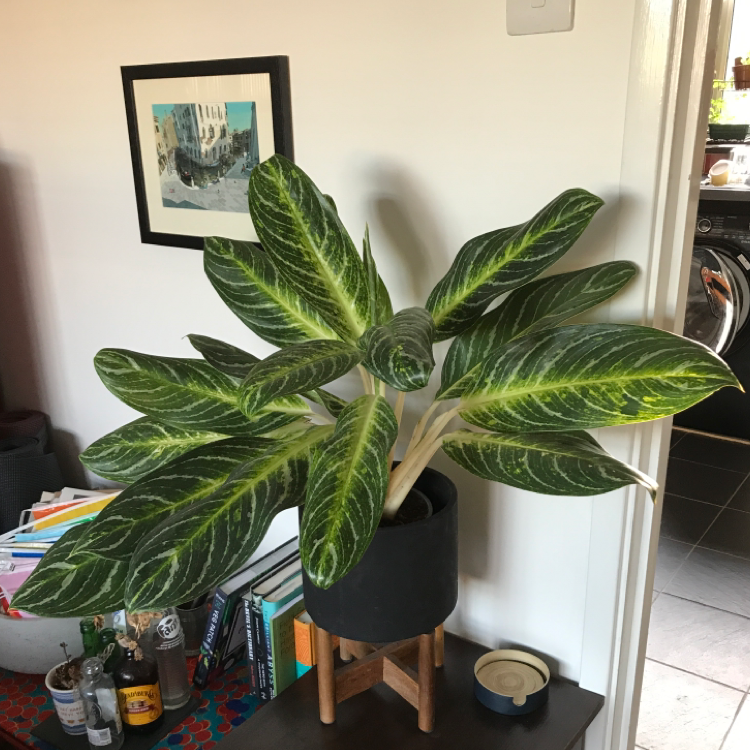 Photo of the plant species Aglaonema 'Key Lime' by @bananedavies named Chun Leaf on Greg, the plant care app